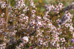 Aster ericoides 'Herbstmyrte' bestellen